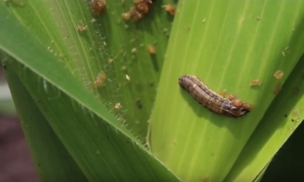 National Agricultural Research Body Finalizes Plans To Defeat The Fall Army-worm For Good