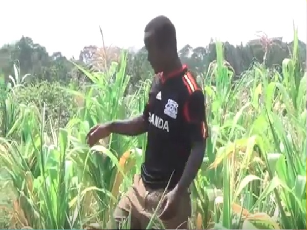 Agriculture Insurance Scheme In Luweero