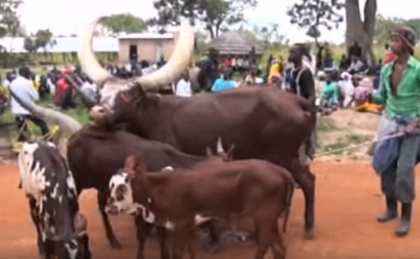 Armed Herdsmen Invade Aswa Ranch In Gulu