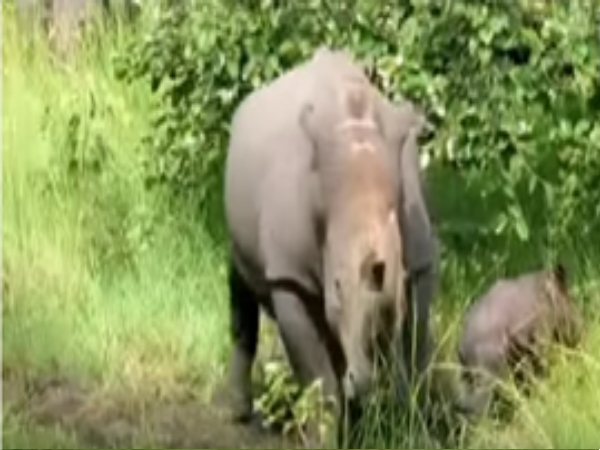 Baby Rhino Born In Nakasongola Conservation Ranch, $3,000 Charged For Honour Of Naming It