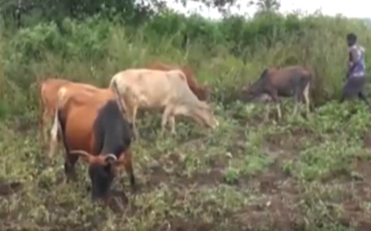 Cattle Theft Worrying Namisindwa Residents