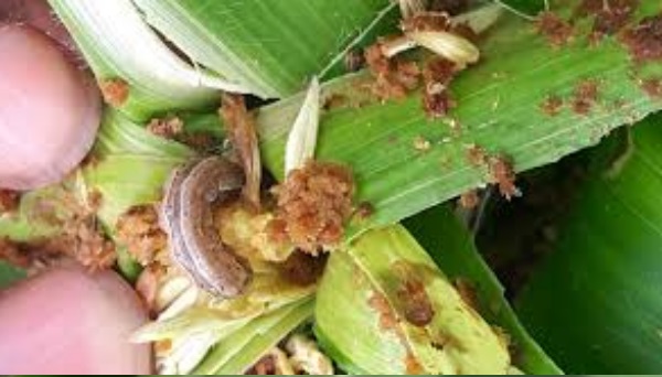 FAO Launches Fresh Fight Against Fall Army Worm