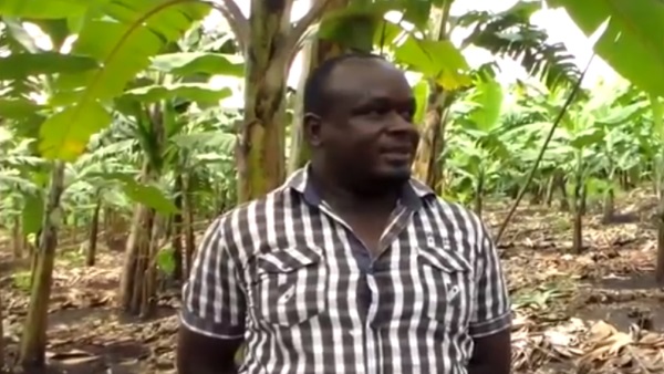 Farmers Hire Guards as Banana Theft Shoots up