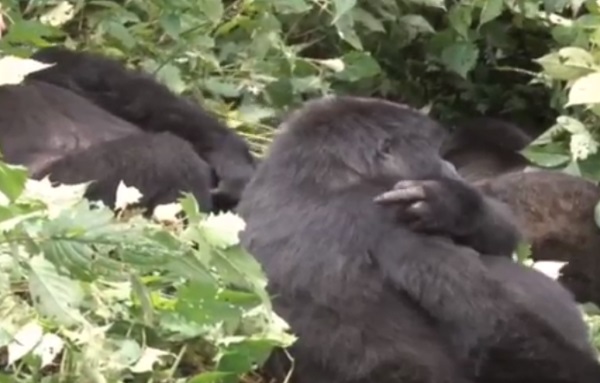 NTV GREEN: How the Batwa Co-exist With Gorillas in Bwindi