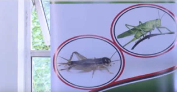 Makerere University Starts Rearing Crickets And Grasshoppers For Sale