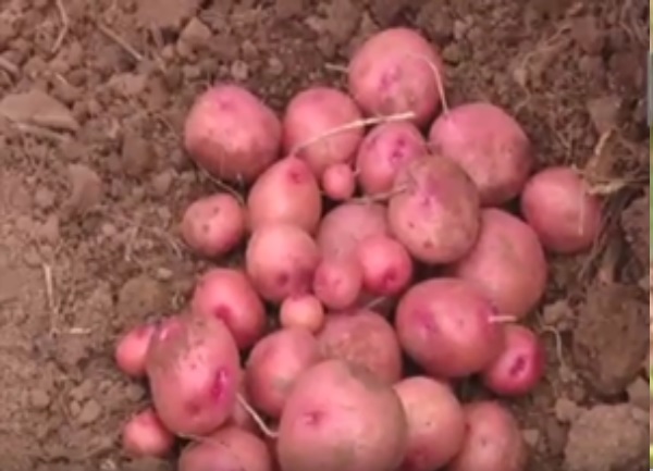 ON THE FARM: Irish Potato Varieties In Uganda