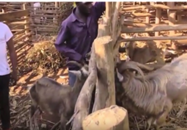 On The Farm: Breeding Goats For Milk Profitable
