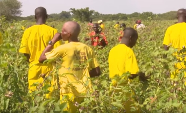 Prisons Engaging In Large-Scale Cotton Production