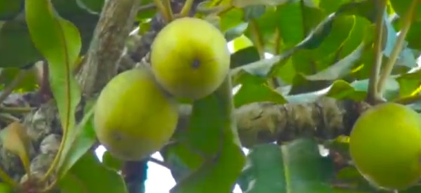 Protecting Shea Nut Trees