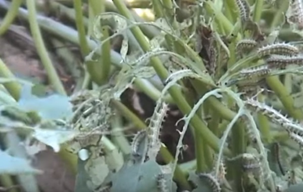 Strange Worm Ravages Potato Gardens In Bukedea And Kumi